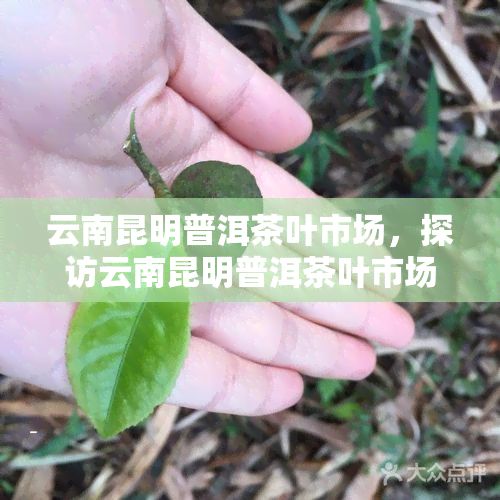 云南昆明普洱茶叶市场，探访云南昆明普洱茶叶市场，品味茶文化的独特魅力