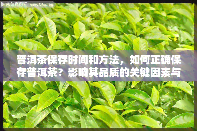 普洱茶保存时间和方法，如何正确保存普洱茶？影响其品质的关键因素与时间探讨