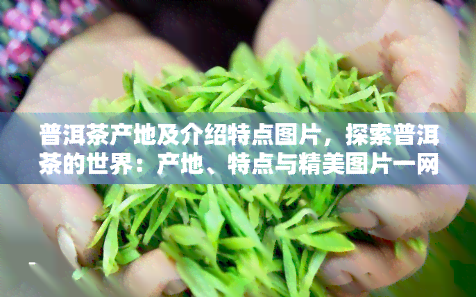 普洱茶产地及介绍特点图片，探索普洱茶的世界：产地、特点与精美图片一网打尽！