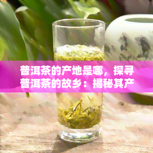 普洱茶的产地是哪，探寻普洱茶的故乡：揭秘其产地来源