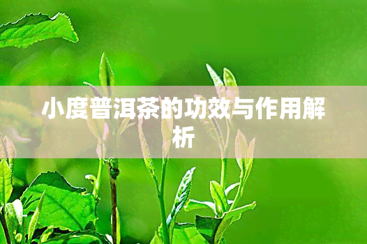 小度普洱茶的功效与作用解析