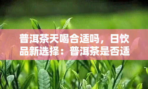 普洱茶天喝合适吗，日饮品新选择：普洱茶是否适合饮用？