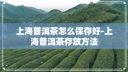 上海普洱茶怎么保存好-上海普洱茶存放方法