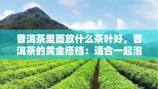 普洱茶里面放什么茶叶好，普洱茶的黄金搭档：适合一起泡的茶叶推荐