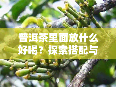 普洱茶里面放什么好喝？探索搭配与口感提升方法