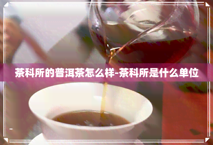 茶科所的普洱茶怎么样-茶科所是什么单位