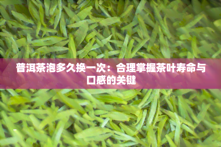 普洱茶泡多久换一次：合理掌握茶叶寿命与口感的关键