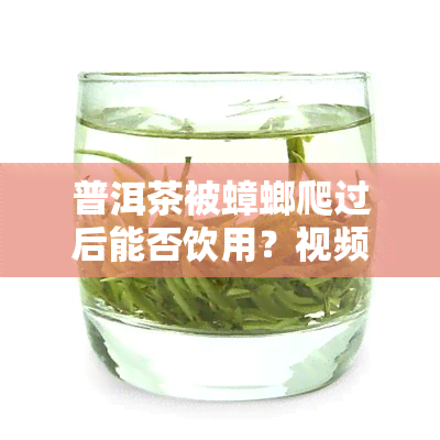 普洱茶被蟑螂爬过后能否饮用？视频解析