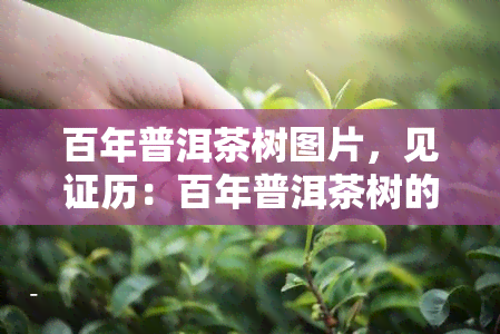 百年普洱茶树图片，见证历：百年普洱茶树的壮美照片