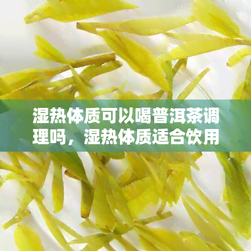 湿热体质可以喝普洱茶调理吗，湿热体质适合饮用普洱茶吗？解析普洱茶对湿热体质的调理效果