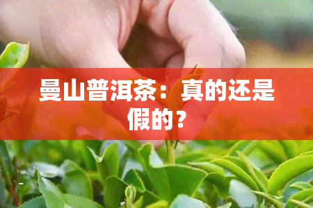 曼山普洱茶：真的还是假的？