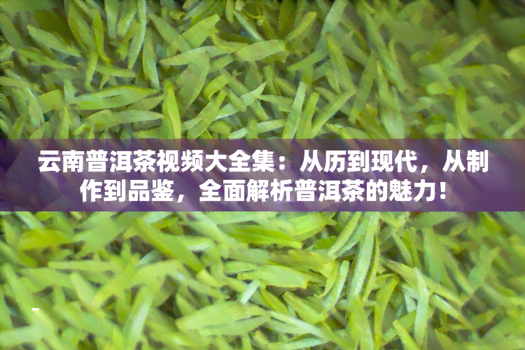 云南普洱茶视频大全集：从历到现代，从制作到品鉴，全面解析普洱茶的魅力！