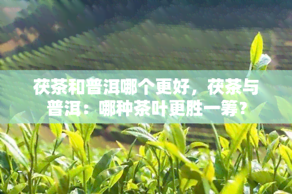 茯茶和普洱哪个更好，茯茶与普洱：哪种茶叶更胜一筹？