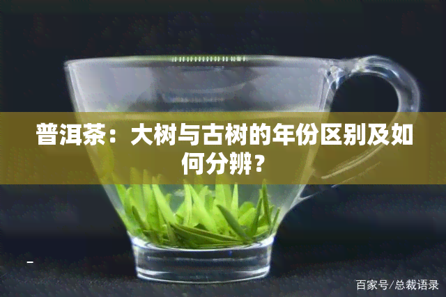 普洱茶：大树与古树的年份区别及如何分辨？