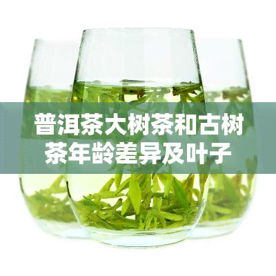 普洱茶大树茶和古树茶年龄差异及叶子对比