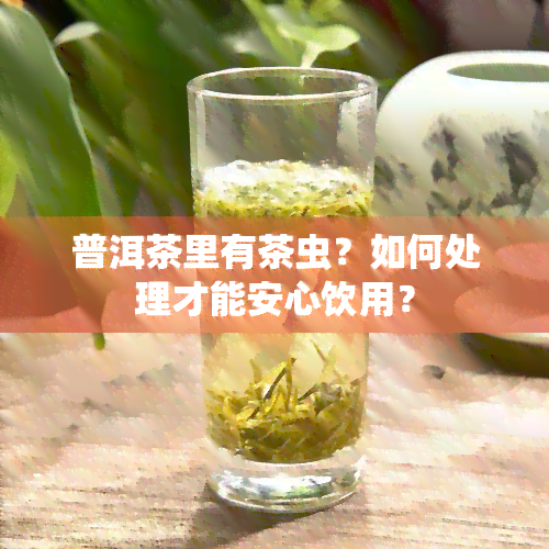 普洱茶里有茶虫？如何处理才能安心饮用？