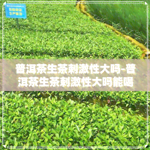 普洱茶生茶刺激性大吗-普洱茶生茶刺激性大吗能喝吗