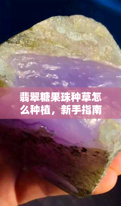 翡翠糖果珠种草怎么种植，新手指南：如何种植翡翠糖果珠