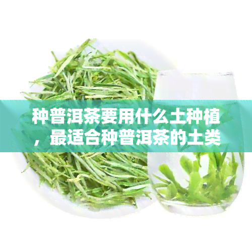 种普洱茶要用什么土种植，最适合种普洱茶的土类型是什么？