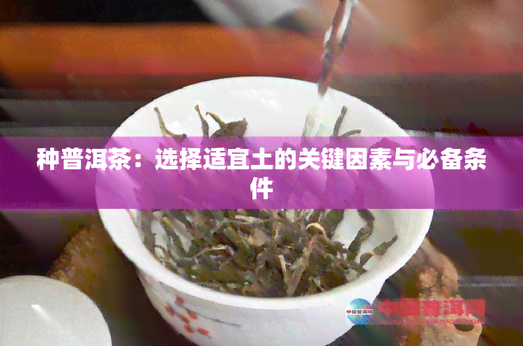 种普洱茶：选择适宜土的关键因素与必备条件