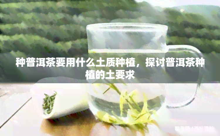 种普洱茶要用什么土质种植，探讨普洱茶种植的土要求