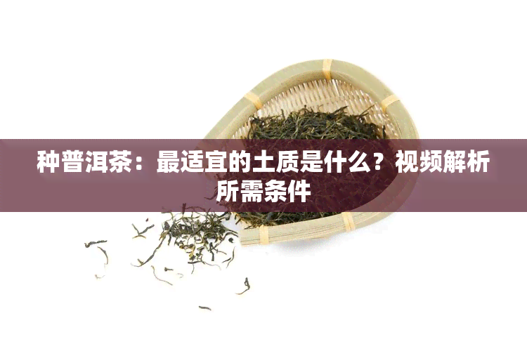 种普洱茶：最适宜的土质是什么？视频解析所需条件