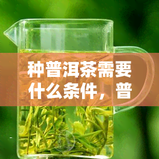 种普洱茶需要什么条件，普洱茶种植：你需要了解的条件与环境