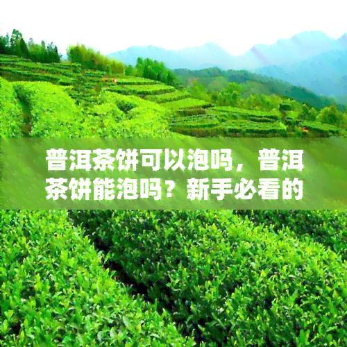 普洱茶饼可以泡吗，普洱茶饼能泡吗？新手必看的泡茶指南