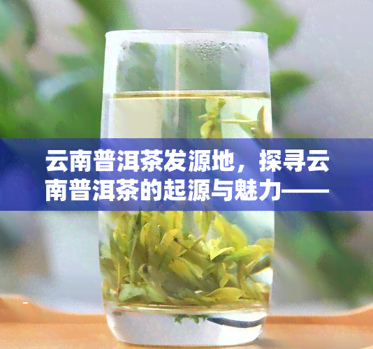 云南普洱茶发源地，探寻云南普洱茶的起源与魅力——普洱茶发源地深度游