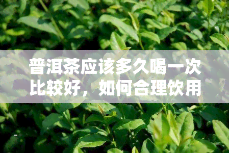 普洱茶应该多久喝一次比较好，如何合理饮用普洱茶？建议的频率是多久一次？