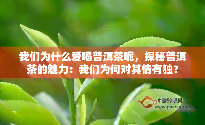 我们为什么爱喝普洱茶呢，探秘普洱茶的魅力：我们为何对其情有独？