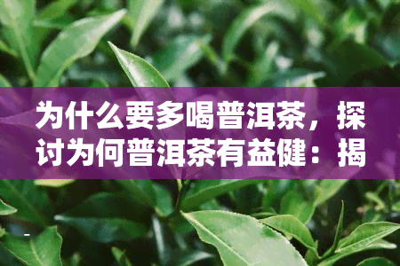 为什么要多喝普洱茶，探讨为何普洱茶有益健：揭秘其独特功效与多重好处