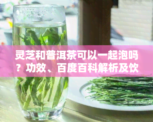 灵芝和普洱茶可以一起泡吗？功效、百度百科解析及饮用方法全知道