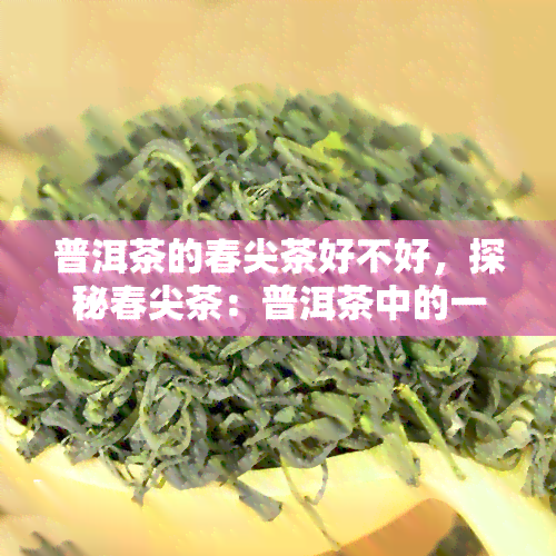 普洱茶的春尖茶好不好，探秘春尖茶：普洱茶中的一颗璀璨明珠