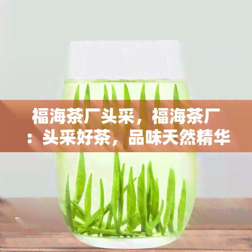 福海茶厂头采，福海茶厂：头采好茶，品味天然精华