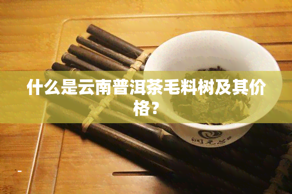 什么是云南普洱茶毛料树及其价格？