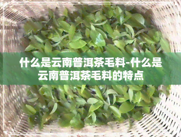 什么是云南普洱茶毛料-什么是云南普洱茶毛料的特点