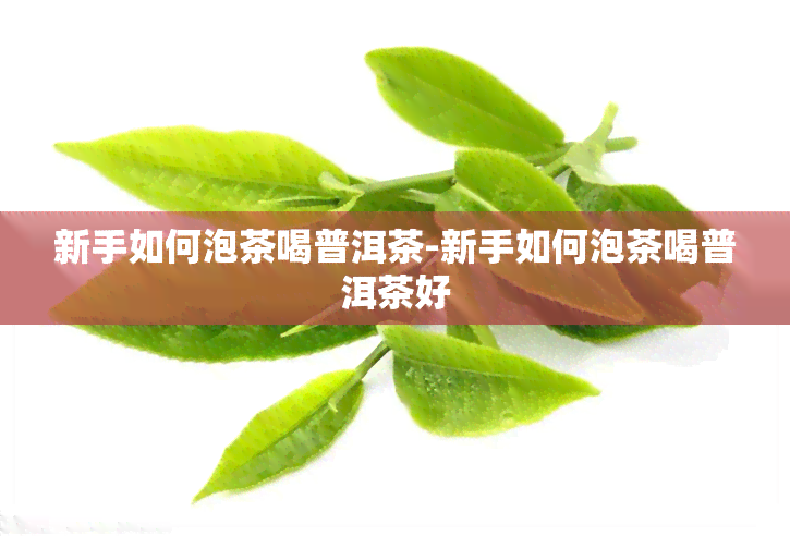 新手如何泡茶喝普洱茶-新手如何泡茶喝普洱茶好