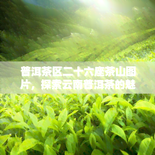 普洱茶区二十六座茶山图片，探索云南普洱茶的魅力：二十六座茶山的美丽图片