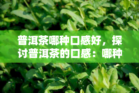 普洱茶哪种口感好，探讨普洱茶的口感：哪种？