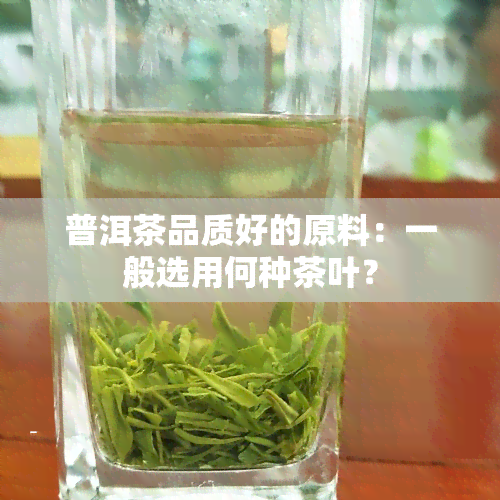 普洱茶品质好的原料：一般选用何种茶叶？