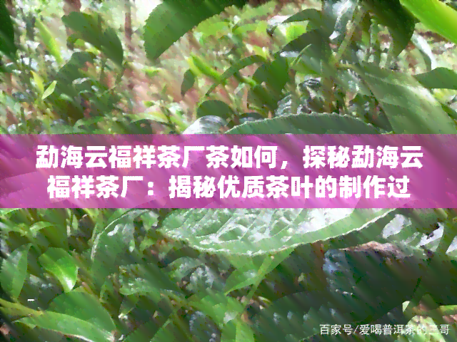 勐海云福祥茶厂茶如何，探秘勐海云福祥茶厂：揭秘优质茶叶的制作过程与口感特点