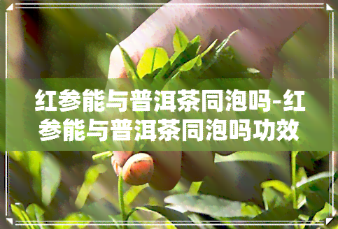 红参能与普洱茶同泡吗-红参能与普洱茶同泡吗功效