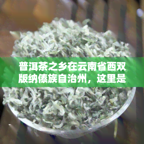 普洱茶之乡在云南省西双版纳傣族自治州，这里是中国的普洱茶产区。