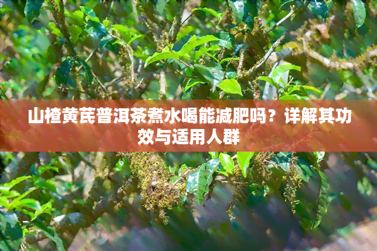 山楂黄芪普洱茶煮水喝能减肥吗？详解其功效与适用人群