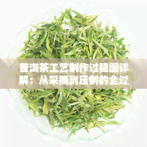 普洱茶工艺制作过程图详解：从采摘到压制的全过程