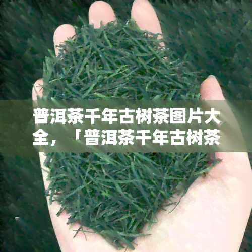 普洱茶千年古树茶图片大全，「普洱茶千年古树茶图片大全」：探索古老茶叶的美丽世界