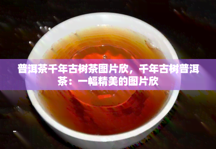 普洱茶千年古树茶图片欣，千年古树普洱茶：一幅精美的图片欣