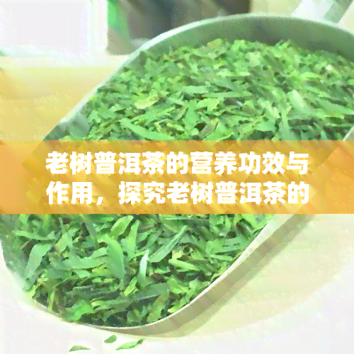 老树普洱茶的营养功效与作用，探究老树普洱茶的丰富营养功效与作用