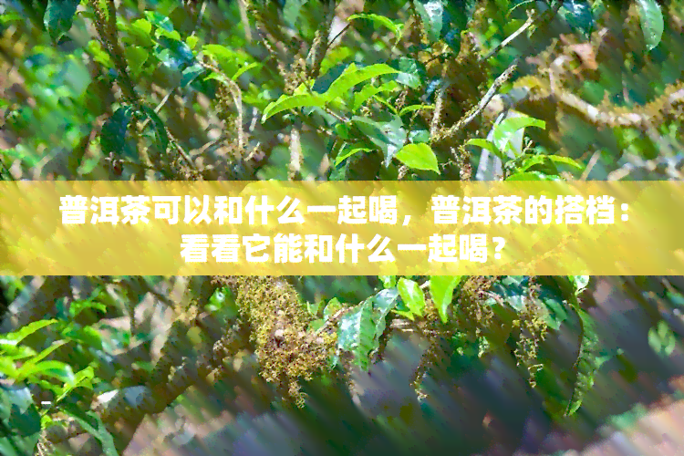 普洱茶可以和什么一起喝，普洱茶的搭档：看看它能和什么一起喝？